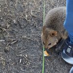 A closeup of a quokka joey examining a piece of litter sitting next to a visitor's foot