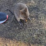 A closeup of a quokka joey eating a piece of fruit from one of the trees in the Settlement, sitting next to a visitor's foot