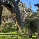 Gumtree with an unusual twisted trunk, stands in grassy area with a native grass tree