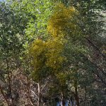 Wattle with bright yellow flowers standing amongst gum trees