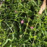 Small pink flowers of a creeping vine among grass. Possibly a weed :)