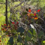 Sunlit new red leaves of a sapling gumtree, with the green older foliage visible in front