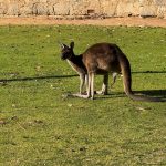 Grey kangaroo on grass in front of a building, his penis very visible because there are females about