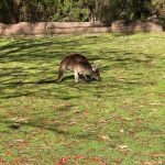Grey kangaroo leaning down to feed on grass, in dappled shade