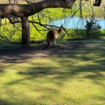 Grey kangaroo in deep shade under a tree branch in front of a small lake