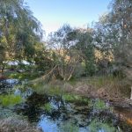 Pool of water next a larger lake with algae in the water, and casuarina and melaleuca trees around it. The calls of frogs were very loud!