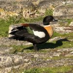 Australian shelduck, a large duck with a pale brown breast, black elsewhere, with white, green and chestnut on the wings