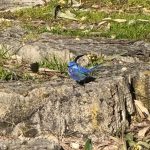 Splendid fairy wren, a small blue bird with a long tail, standing on limestone. Dits feathers are different shade of brilliant blue, and its wings have a greenish hue.