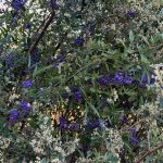 Climbing intense purple Hovea blooms growing over another unidentified shrub with small cream buds and flowers