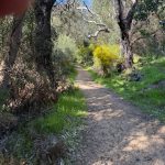 A path through a wetland walk around the lake, showing large trees, and a few yellow wattles in full bloom. Also the photographer's fat finger :)