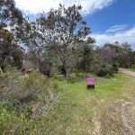 View of a path through the reserve on the right, with Doug bent over examining a plant on the left