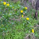 Spray of large bright yellow flowers on a branch with attractive green leaves, against grass in the foreground and trees in the background. Probably Hibbertia sp.