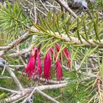 The drooping crimson flowers of the silky-leaved blood flower, Calothamnus sanguineus, and its spiky foliage. Another endemic SW Australian plant