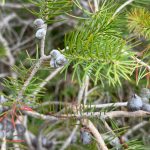 Closeup of spiky green leaves and fuzzy closed flower buds of either a hakea or grevillea