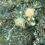 Close up of the cream florets of a hakea and its spiky green leaves. Identification unknown
