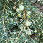 Close up of the cream florets and spiky green leaves of a hakea bush