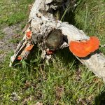 Rusty orange bracket fungi on a fallen branch