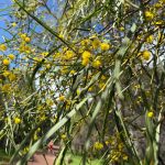 Close up of fluffy yellow blossoms of a wattle and its long thin leaves