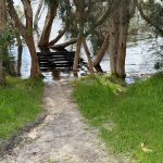 A bench that would have normally be well clear of the lake, is sitting in water among casuarina trees. The Perth region had had a lot of rain at the time the photo was taken