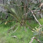 Zamia palm, which is actually a native Australian cycad (Macrozamia riedlei), with long palm-like branches rising from the base, and immature branches curled a little like palm fruit in the bole of the plant.