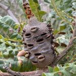 The strange seed cone of a banksia where the open seed pods look like little mouths. Likely Banksia grandis (Bull banksia)