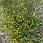 Bright yellow flowers among low growing spiky foliage. Identification unknown