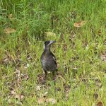 Juvenile Australian magpie, a grey and black bird with a white nape and very upright posture, stands with head turned to the right while still watching the photographer, among straggly green grass