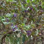 Small purple flower clusters on a climbing hovea and its long green leaves on a small gum tree