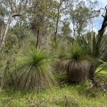 A stand of small grass trees and a Zamia 'palm' (cycad) next to them among trees