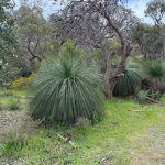 Several large bush like structures formed from the long needles of native grass trees among other native trees next to the walking path
