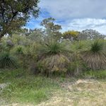 Group of very wide grass trees which look a bit like ladies dancing in crinolines