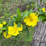 Closeup of bright yellow flower spray with green leaves in front of a tree trunk. Likely Hibbertia sp.