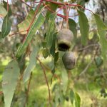 Close up of gumnuts on an Australian gumtree, along with the long leaves of the tree itself