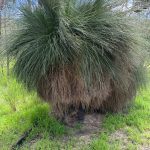 A huge bushy grass tree is having a bad hair day