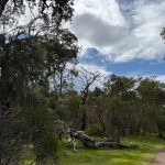 View of standing Australian trees and a fallen trunk alongside the walking path