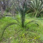 Zamia palm, which is actually a native Australian cycad (Macrozamia riedlei) endemic to southwest Australia, with long palm-like branches rising from the base