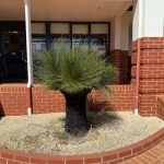 Tidy large grass tree in its own gravel garden bed, in front of the shire council offices