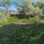 Pond at Wildflower Garden, full of loudly calling frogs Pond at Wildflower Garden, full of loudly calling frogs