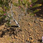 Rose Coneflower - Isopogon formosus Rose Coneflower - Isopogon formosus