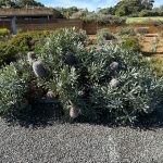 Woolly Banksia - Banksia baueri Woolly Banksia - Banksia baueri