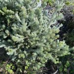 Silky-leaved Blood Flower - Calothamnus sanguineus Silky-leaved Blood Flower - Calothamnus sanguineus