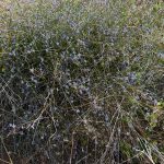 Blue Smokebush - Conospermum amoenum (I think!) Blue Smokebush - Conospermum amoenum (I think!)