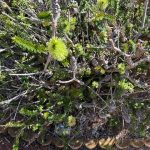 Melaleuca diosmifolia (probably) Melaleuca diosmifolia (probably)