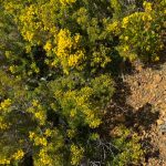 Yellow featherflower - Verticordia chrysantha Yellow featherflower - Verticordia chrysantha