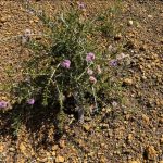 Compact Beaufortia - Beaufortia schaueri Compact Beaufortia - Beaufortia schaueri