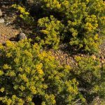 Yellow Featherflower - Verticordia chrysantha Yellow Featherflower - Verticordia chrysantha