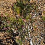Rose Coneflower - Isopogon formosus Rose Coneflower - Isopogon formosus
