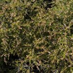 Rock thryptomene - Thryptomene saxicola Rock thryptomene - Thryptomene saxicola