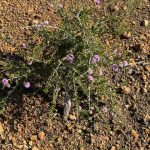 Compact Beaufortia - Beaufortia schaueri Compact Beaufortia - Beaufortia schaueri