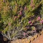 Plumed Featherflower - Verticordia plumosa Plumed Featherflower - Verticordia plumosa